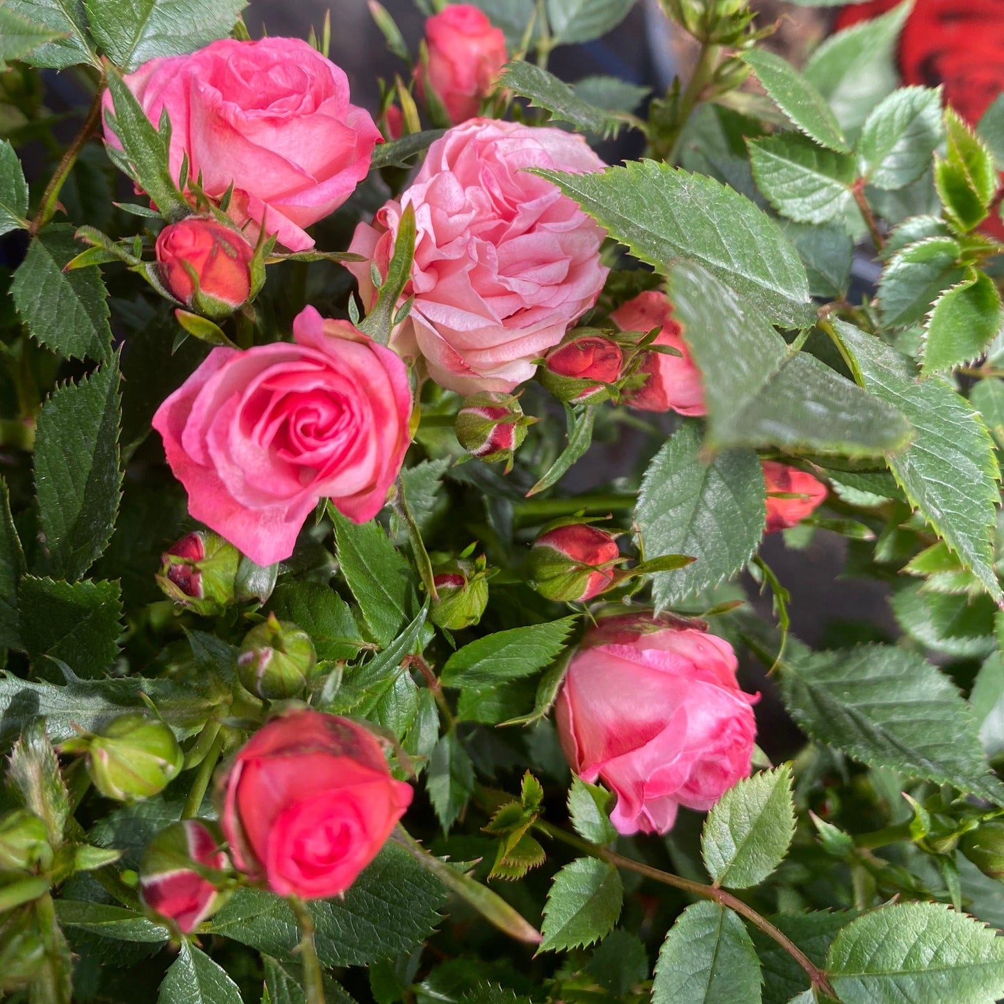 Patio Standard Rose 'Pink'
