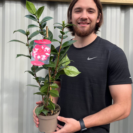 Camellia japonica Nikisi Kerin 2L / 5L