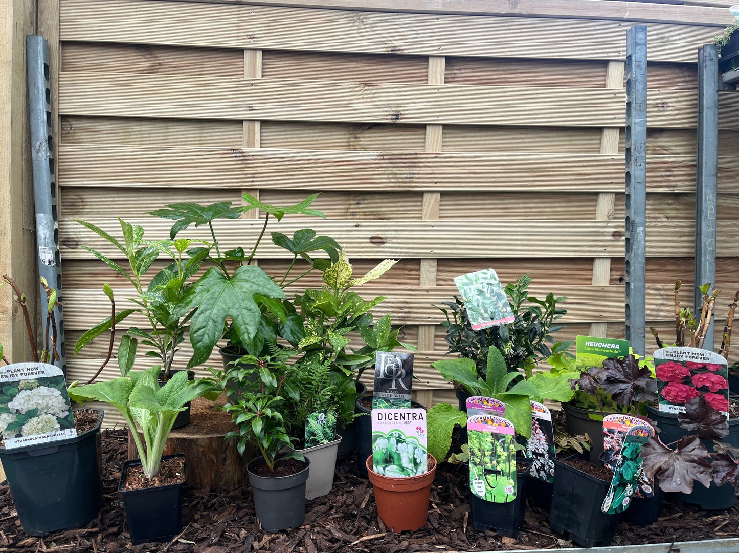 Our Hand Picked Selection of Shade Tolerant Plants
