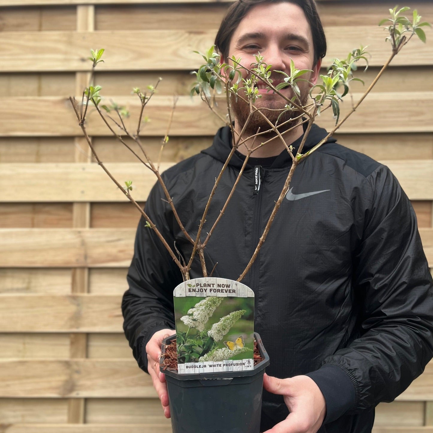 Buddleja davidii 'Nanho White' 1L / 2L