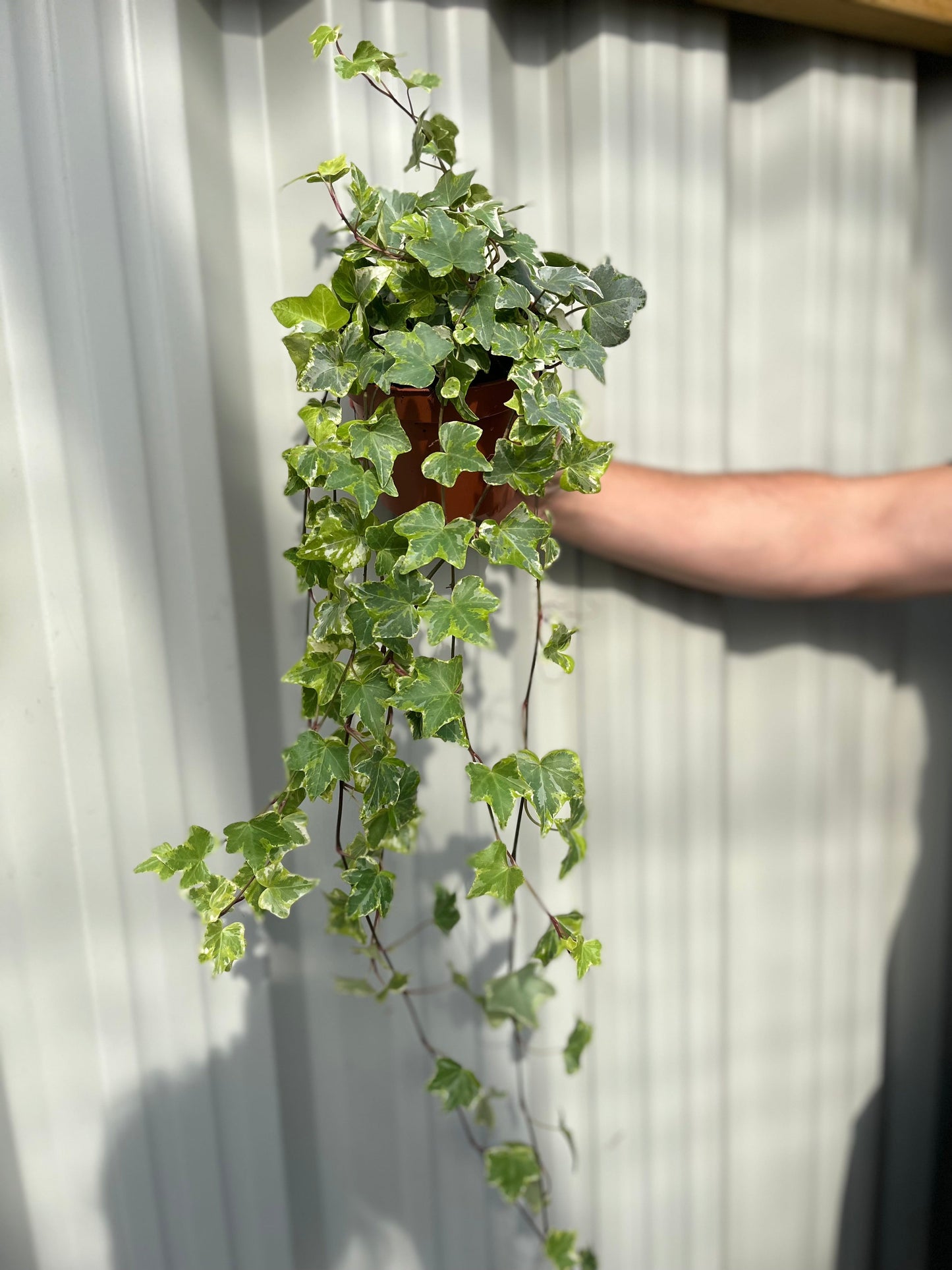 Hedera Helix - Trailing Variegated Ivy (9cm/14cm Pots)