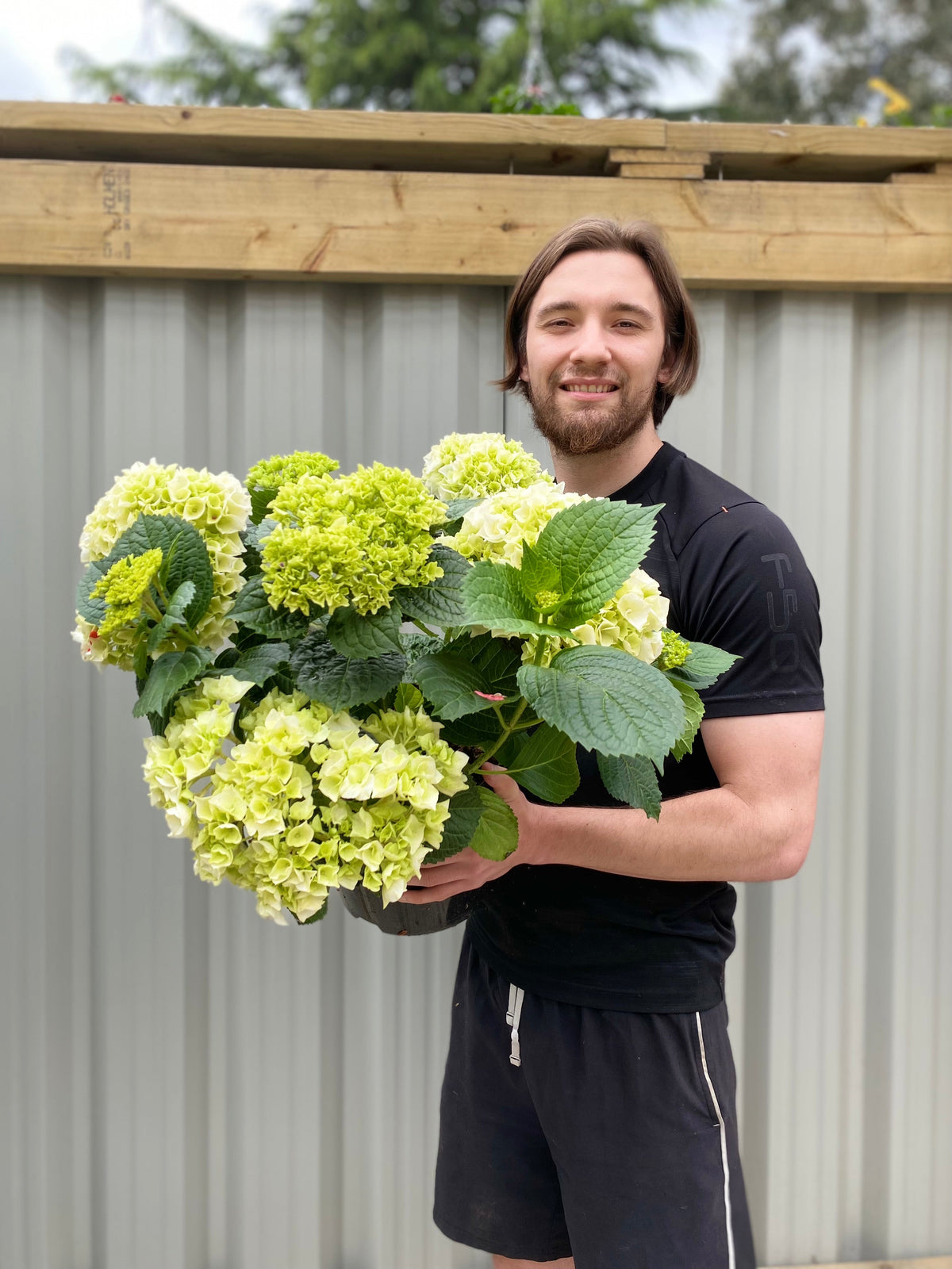Hydrangea macrophylla 'White Ball' 9cm-10L