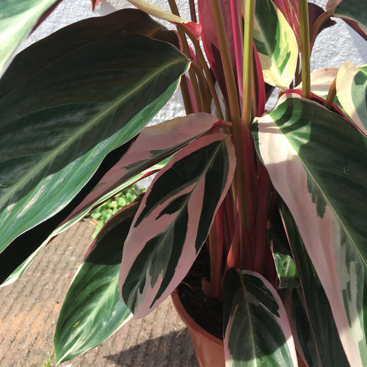Stromanthe sanguinea 'Triostar'