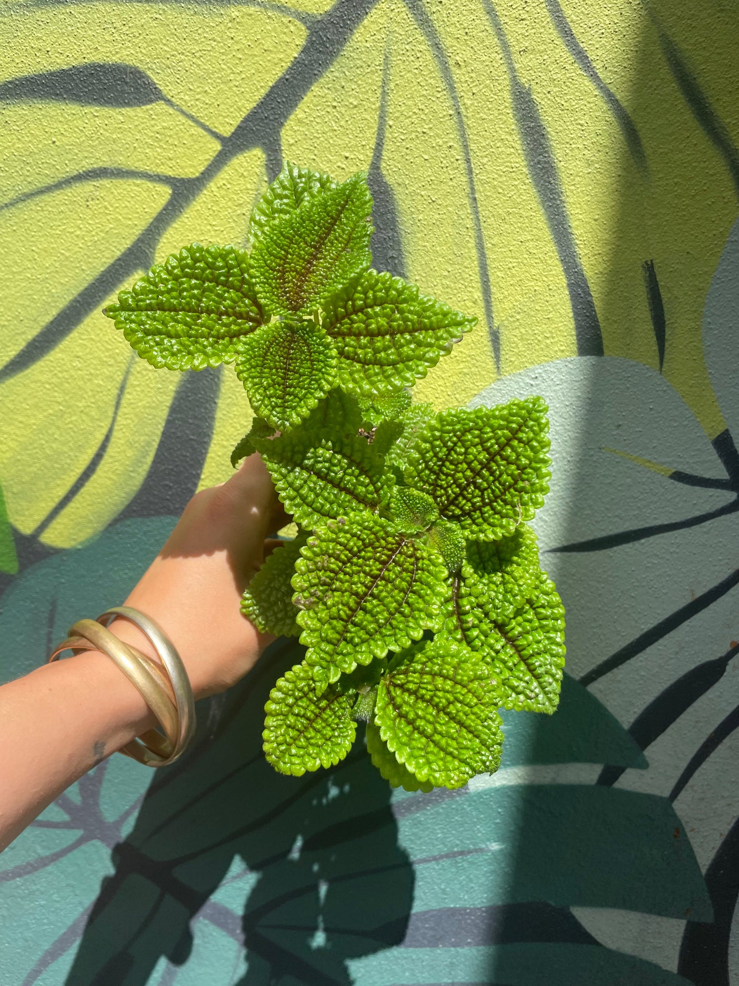 Pilea involucrata 'Moon Valley'