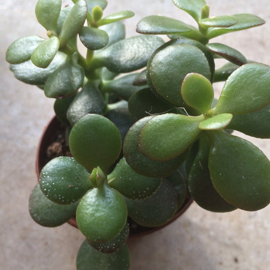 PAY AS YOU GO PLANT AND POT SUBSCRIPTION