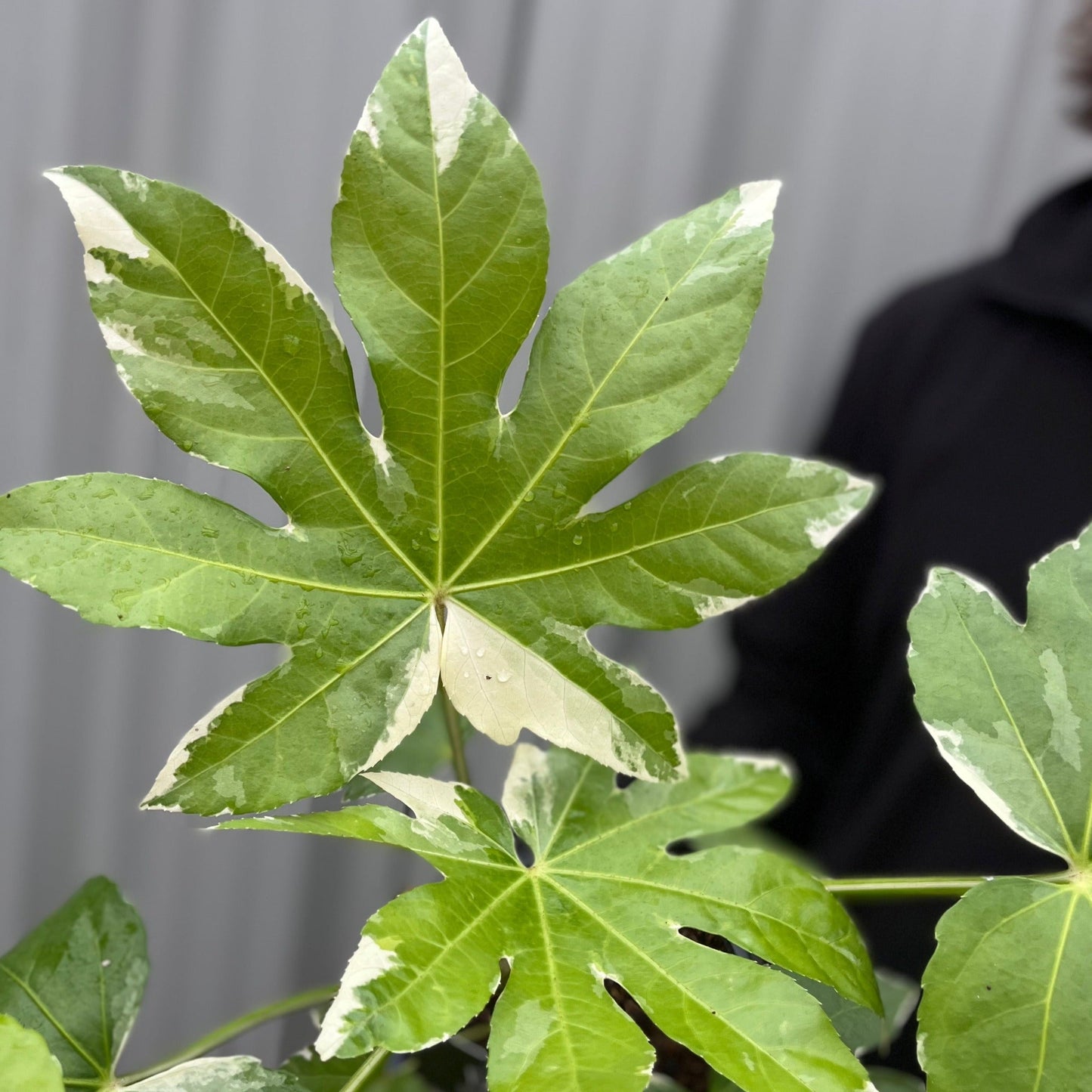 Fatsia japonica variegata | 2L Growers Pot