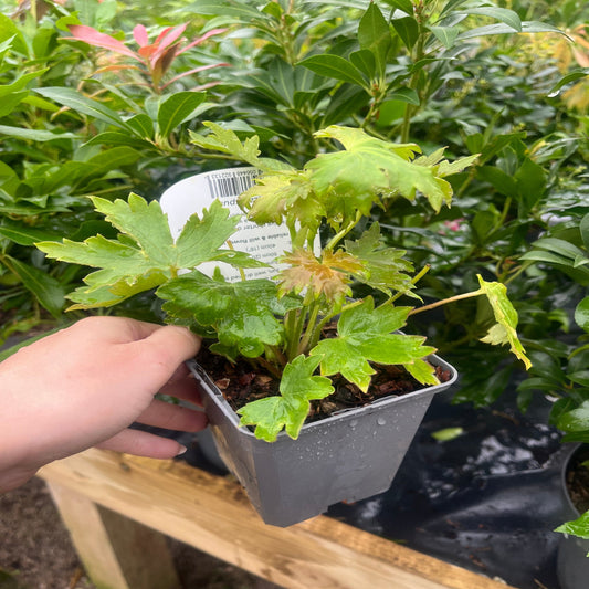 Delphinium 'Magic Fountain White' 9cm/1.5L/3L