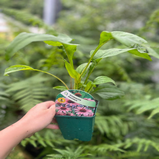 Echinacea 'Magnus' 9cm Pot
