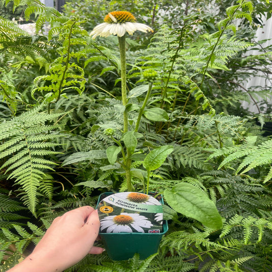 Echinacea 'Pow Wow White' 9cm Pot