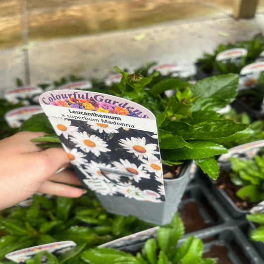 Leucanthemum x superbum Madonna' 9cm/1.5L
