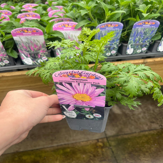 Tanacetum coccineum 'Robinson's Pink' 9cm