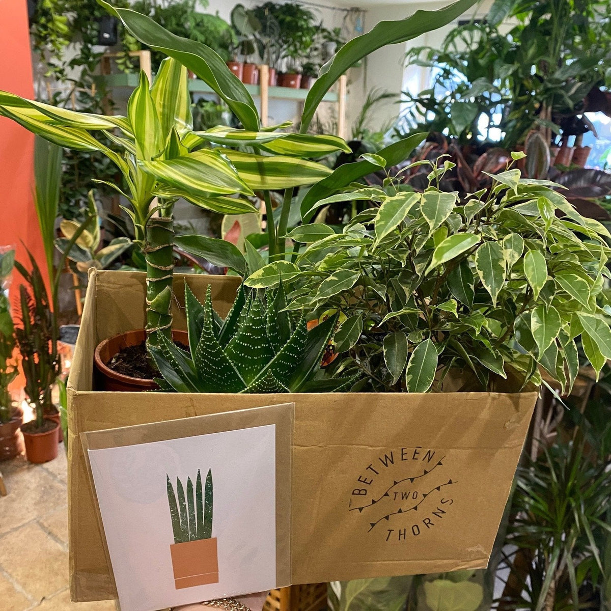 Plant Gift Boxes