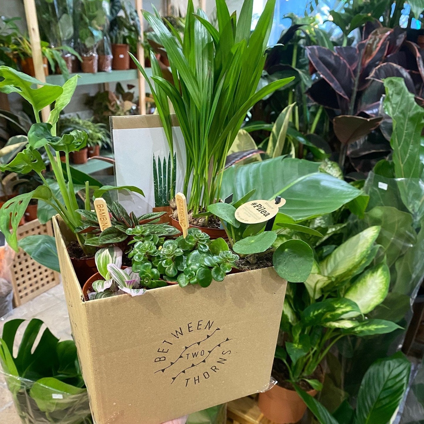 *NEW* Plant gift boxes delivered locally same day or Nationwide!