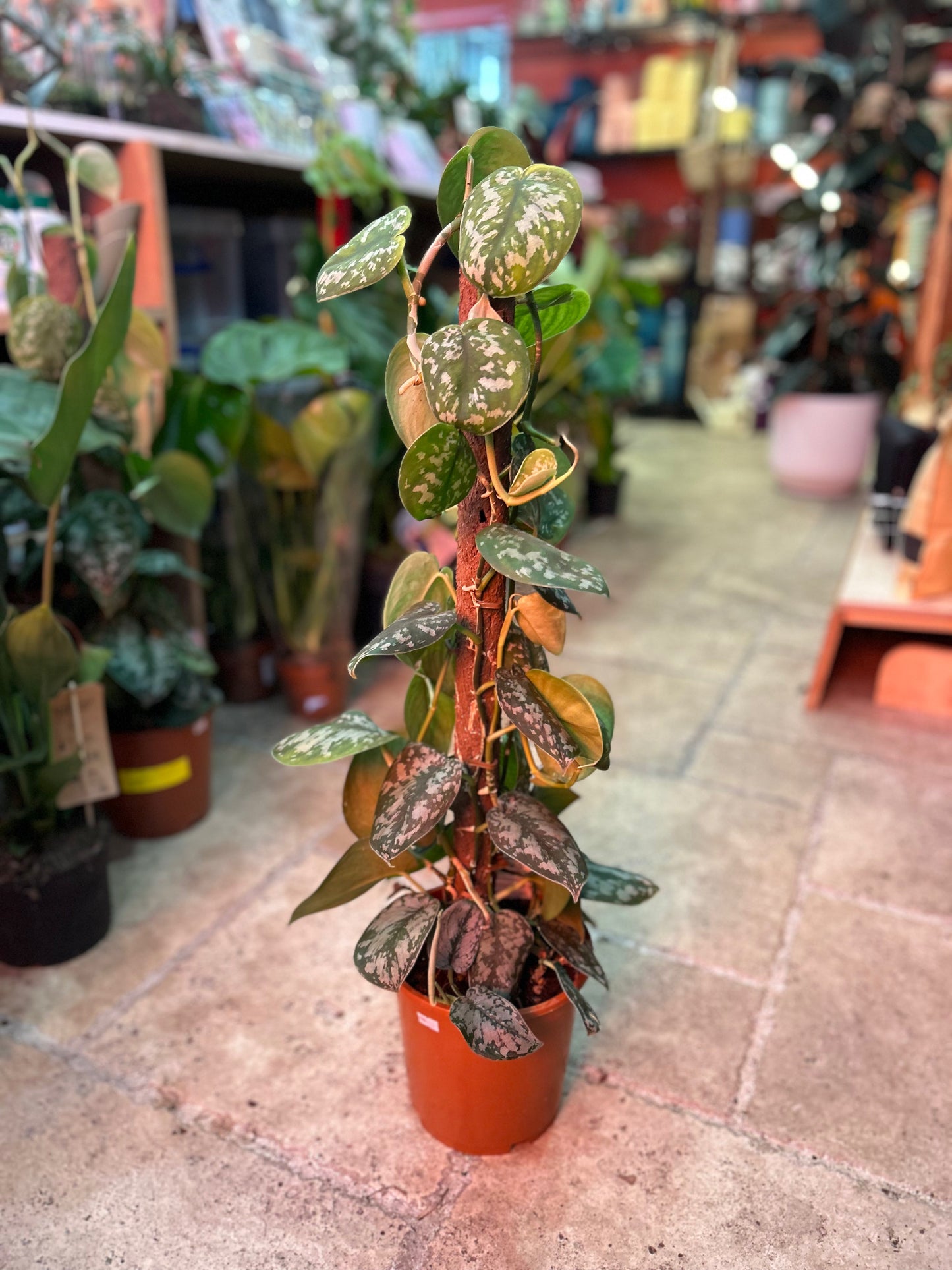 Scindapsus pictus 'Trebie' (Silver Vine Pothos)