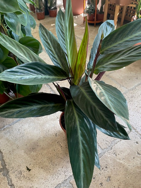 Stromanthe sanguinea 'Stripestar' (Calathea stripestar)