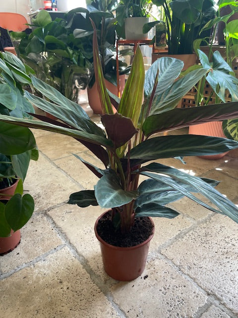 Stromanthe sanguinea 'Stripestar' (Calathea stripestar)