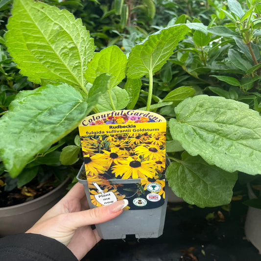 Rudbeckia fulgida Goldstrum 9cm