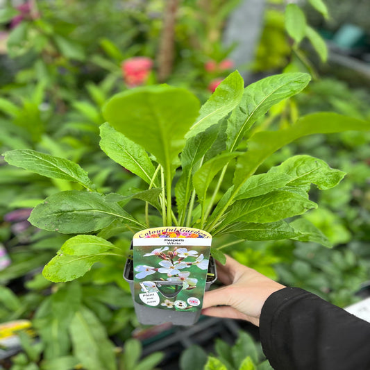 Hesperis matronalis var.albiflora 9cm/2L