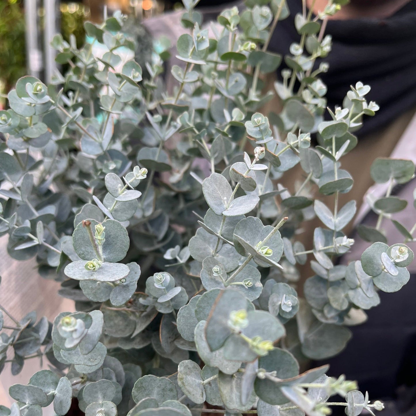Eucalyptus gunnii Azura (9cm/2L Pot)