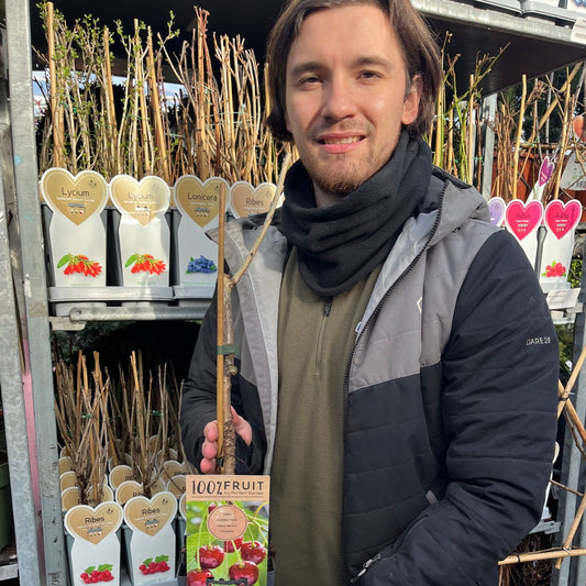 Dwarf Patio Cherry Tree 'Regina' (2 Sizes Available)