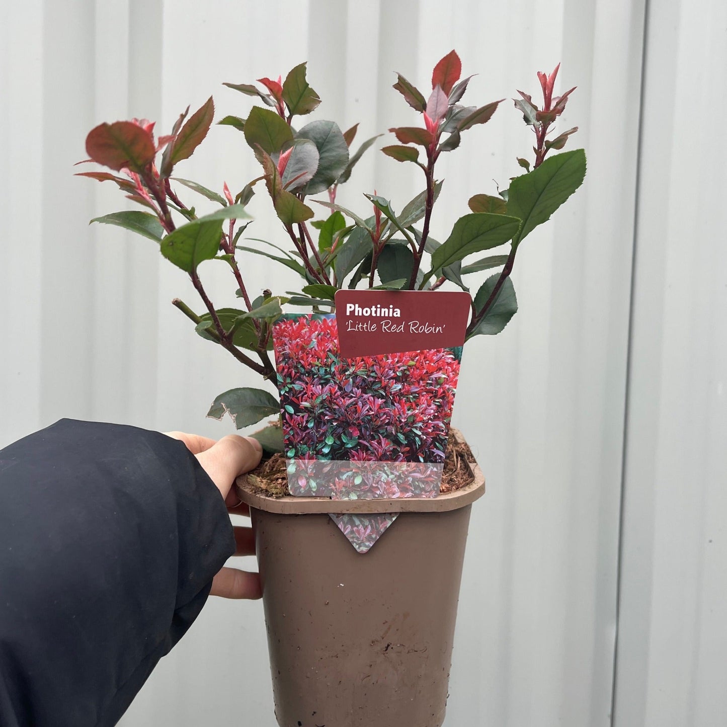 Photinia 'Little Red Robin' 9cm - 5L