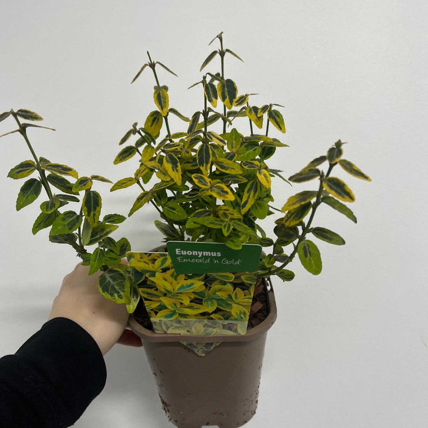 Euonymus fortunei 'Emerald n Gold' 1L / 5L