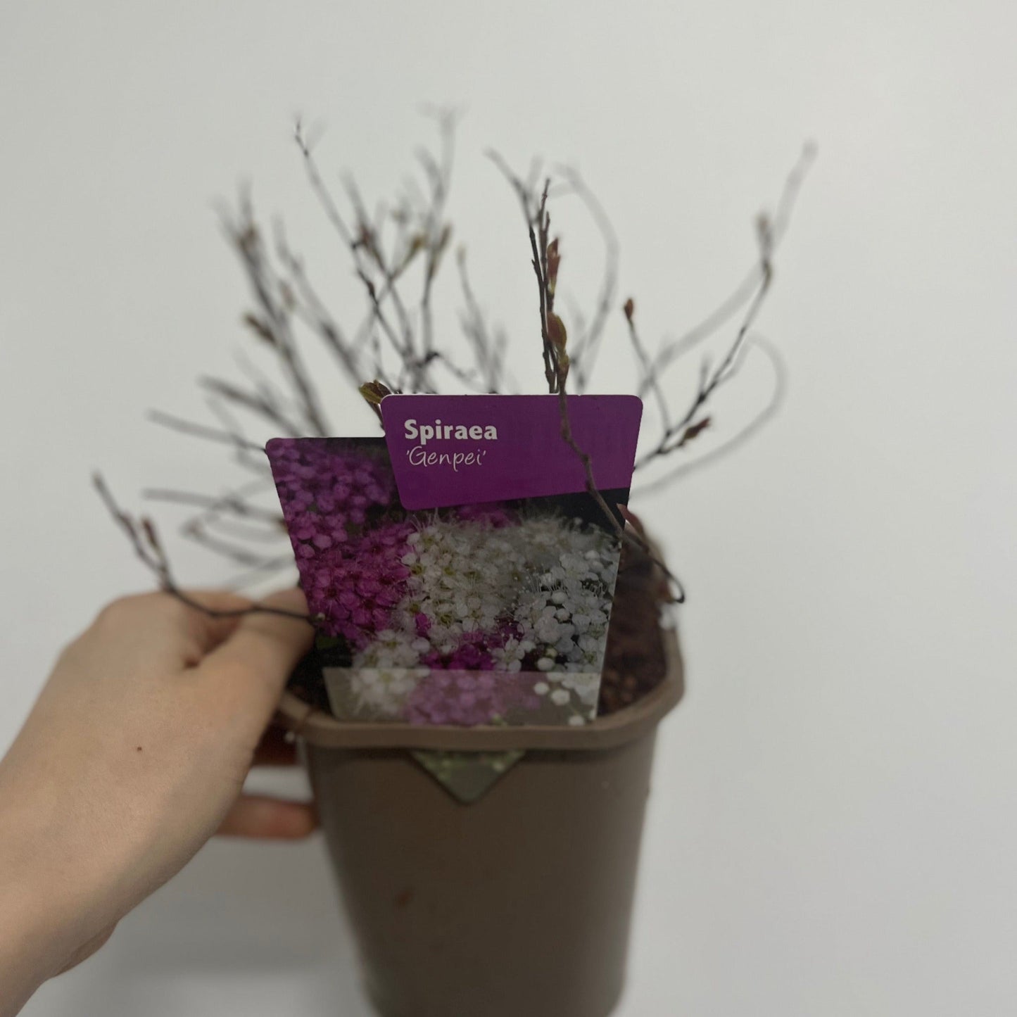 Spiraea japonica 'Genpei' 1L