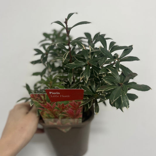 Pieris japonica Little Heath 9cm / 1L / 2L