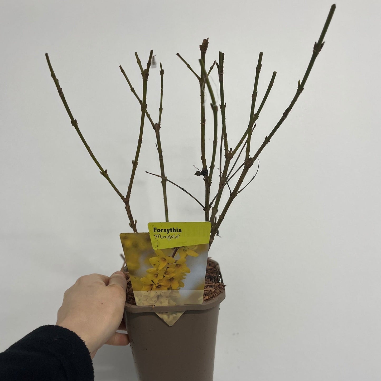 Forsythia x intermedia 'Minigold' 1L/2L