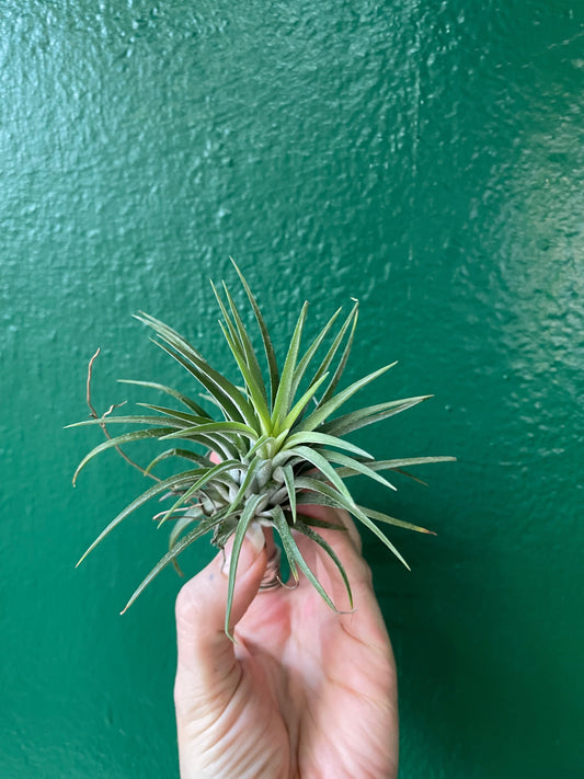 Tillandsia 'Ionantha Green' (Air Plant)