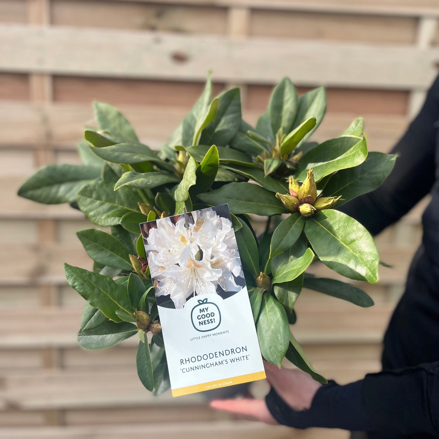 Rhododendron 'Cunninghams White' 2L / 3L / 5L