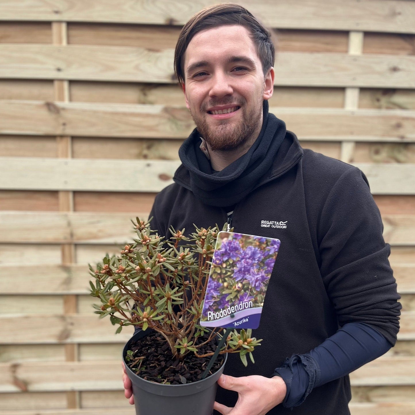 Rhododendron 'Azurika' 1L / 2L