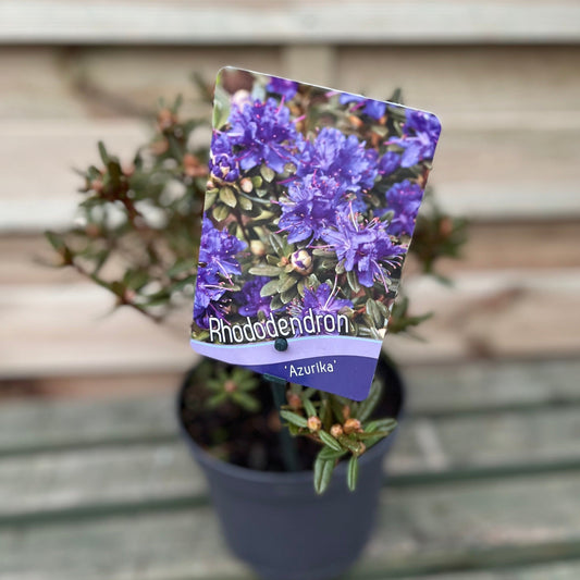 Rhododendron 'Azurika' 1L / 2L