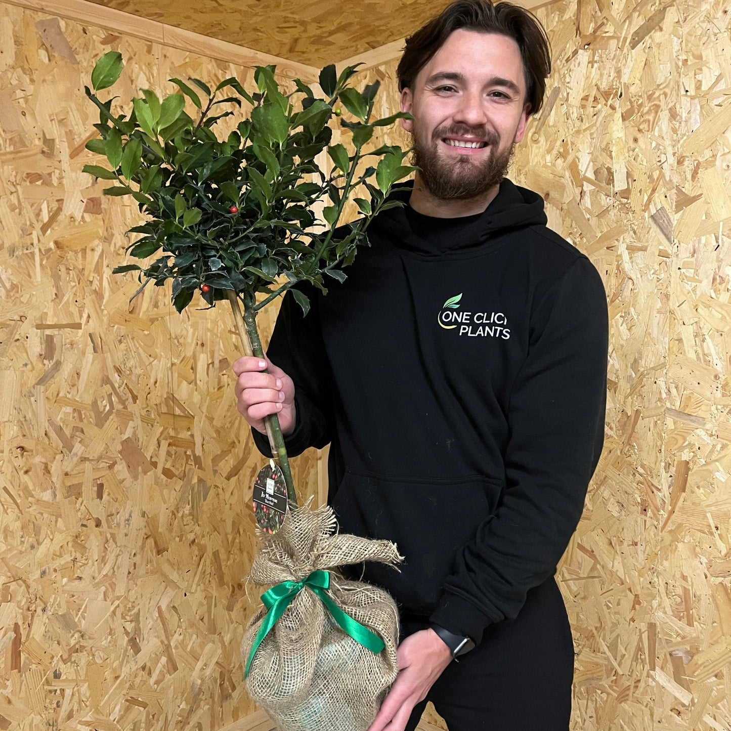 Standard Holly Tree | Ilex meserveae 'Blue Maid' | 50-60cm, 80-90cm