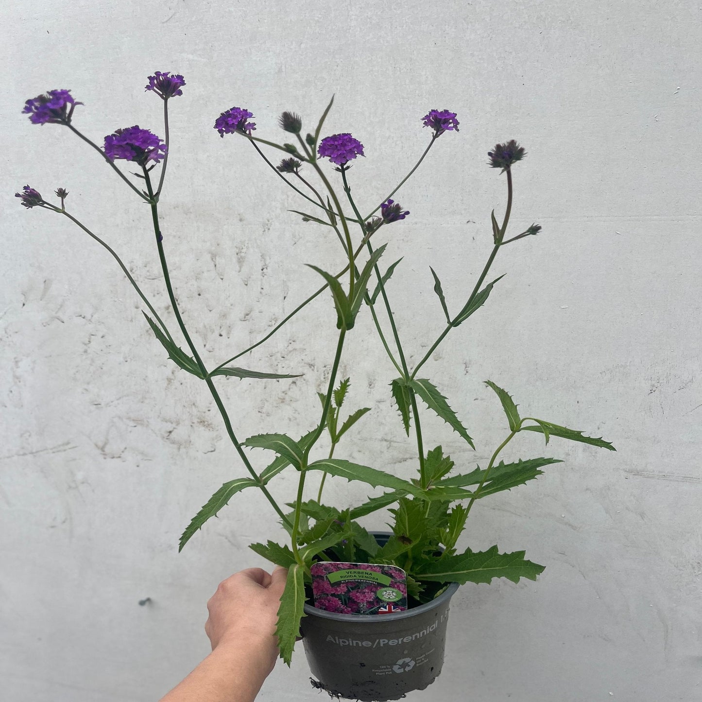 Verbena 'Rigida' 9cm/1.5L/2L