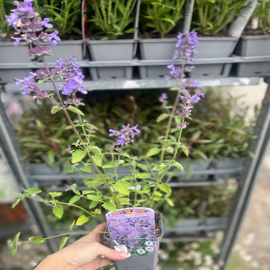 Nepeta 'Walkers Low' 9cm/2L