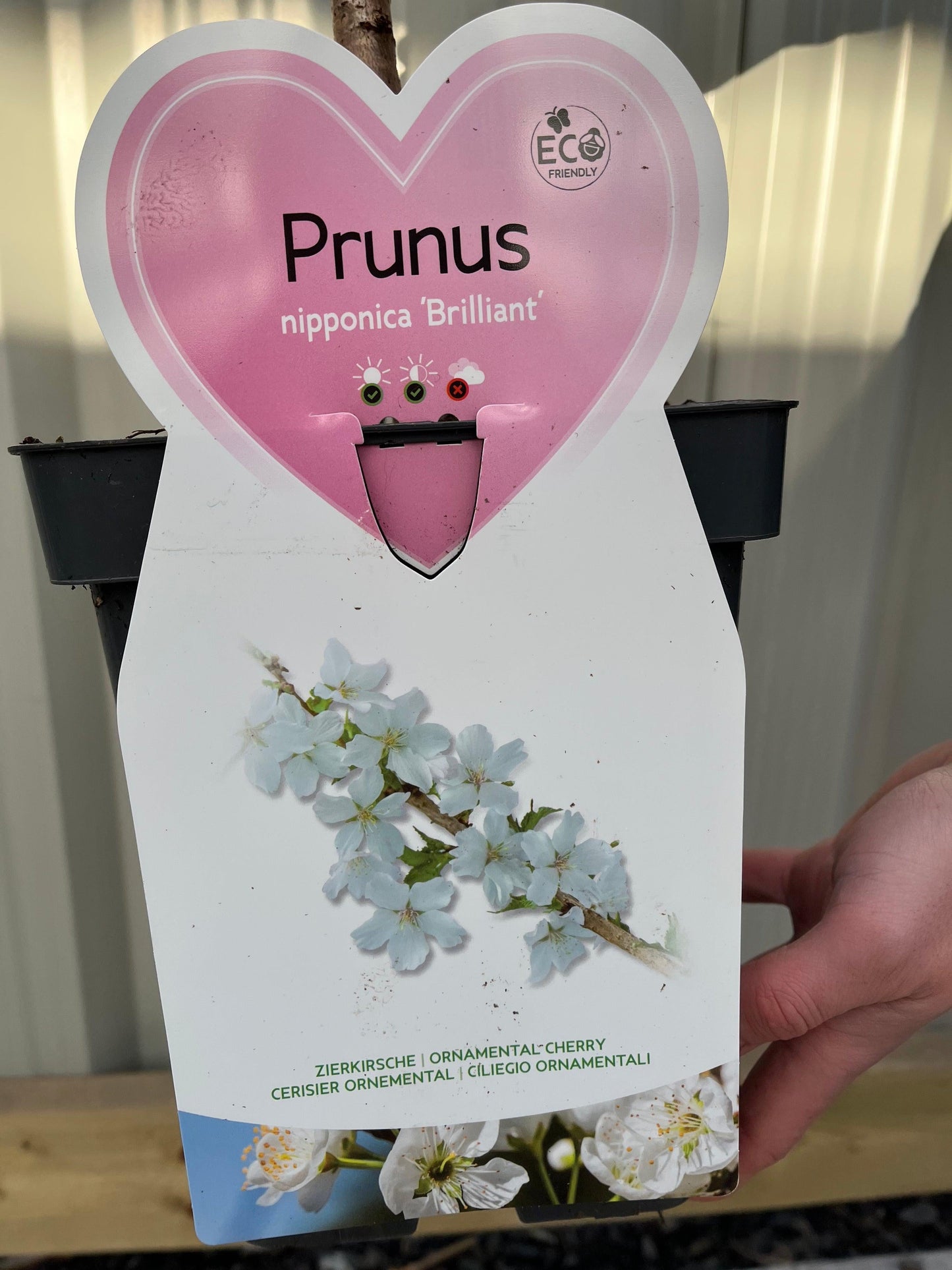 Ornamental Flowering Cherry Blossom Dwarf Tree - Nipponica ‘Brilliant' (2 Sizes Available)