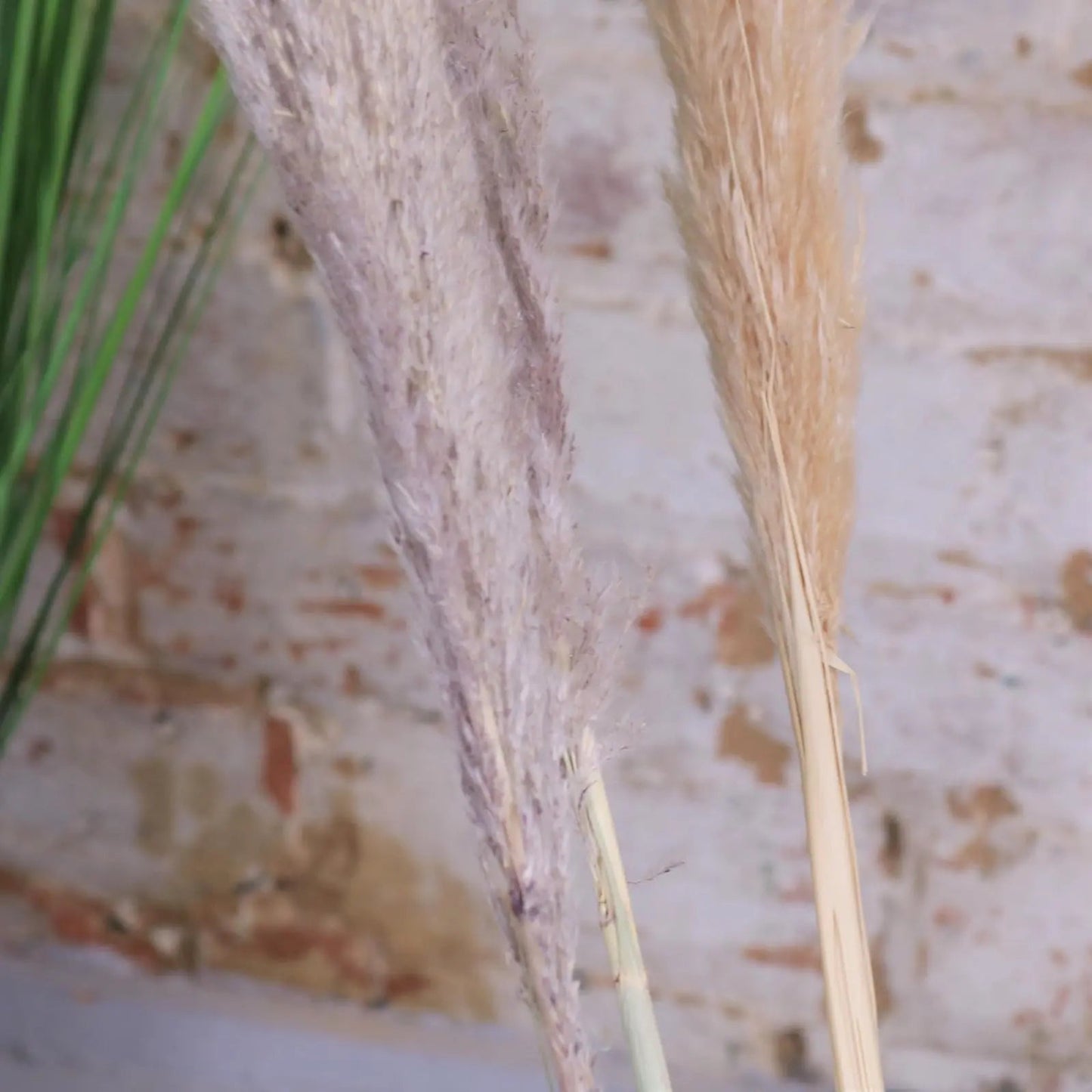 Tall Pampas Grass Pack of 6 Light and Dark Long Stems 105cm