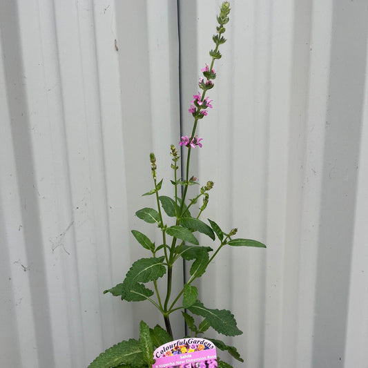 Salvia x superba Merleau Rose 9cm