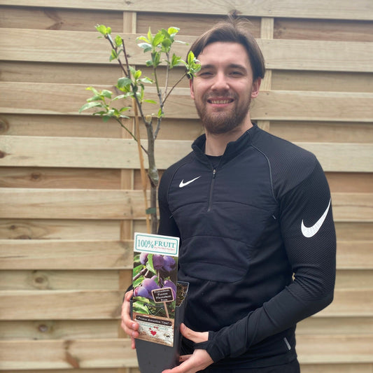 Dwarf Patio Plum Tree 'Opal' (Prunus domestica) 2 Sizes available