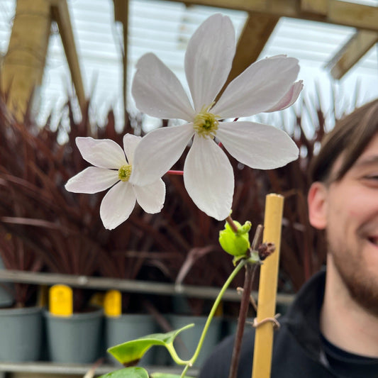 Clematis armandii - Apple Blossom (Evergreen and Fragrant)