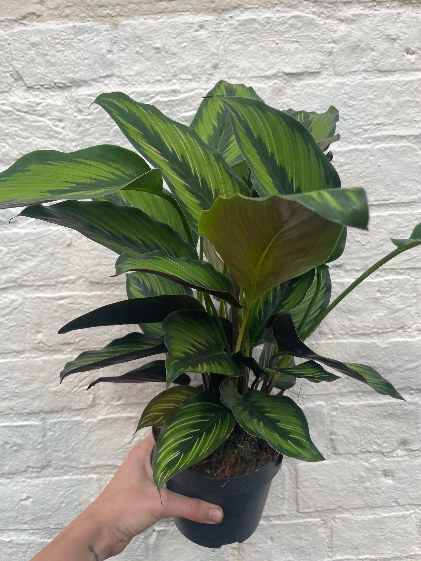 Goeppertia ornata syn. Calathea ornata 'Beauty Star' (Prayer Plant)