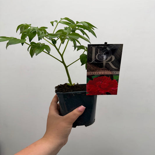 Peony 'Felix Crousse' 1L