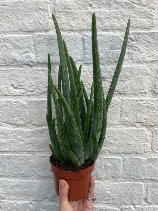 Aloe vera