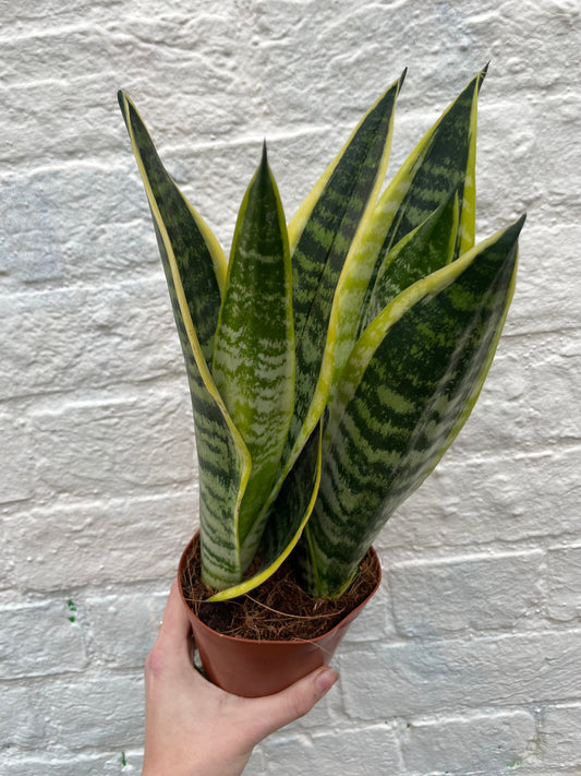 Sansevieria 'Futura Superba' (Snake-plant/Mother in Laws Tongue)