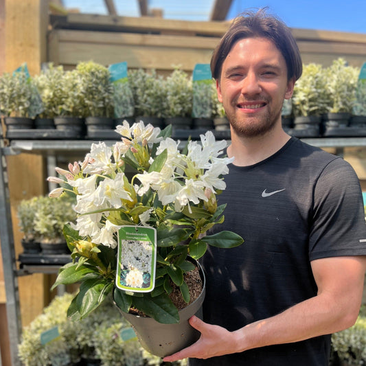 Rhododendron 'Cunninghams White' 2L / 3L / 5L
