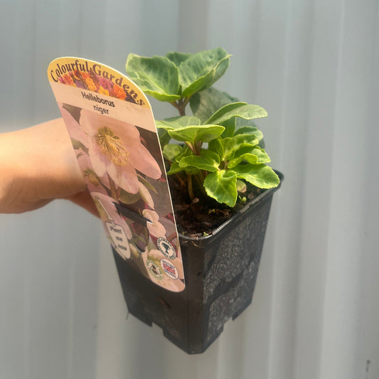 Helleborus nyger 'Christmas Carol' | Christmas Rose | Hellebore | 9cm-2L Available