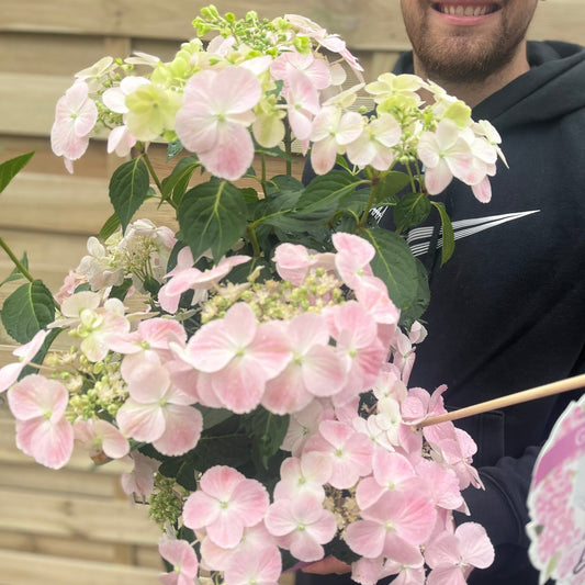 Hydrangea 'French Bolero' Pink 2L / 3L