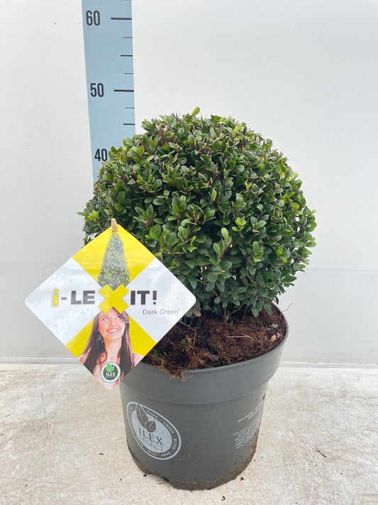 Ilex crenata Dark Green Ball 2L/3L/5L/7.5L