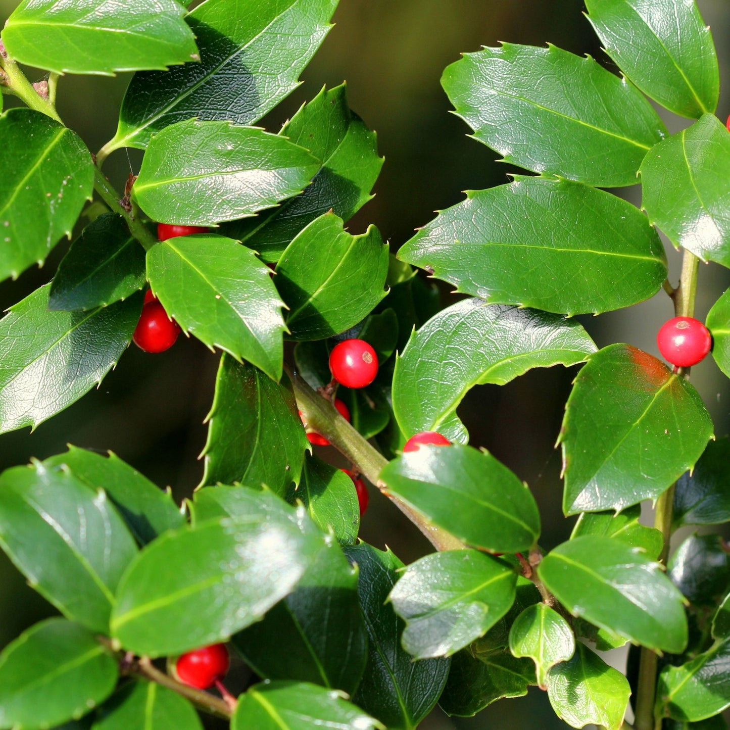 Standard Holly Tree | Ilex meserveae 'Blue Maid'